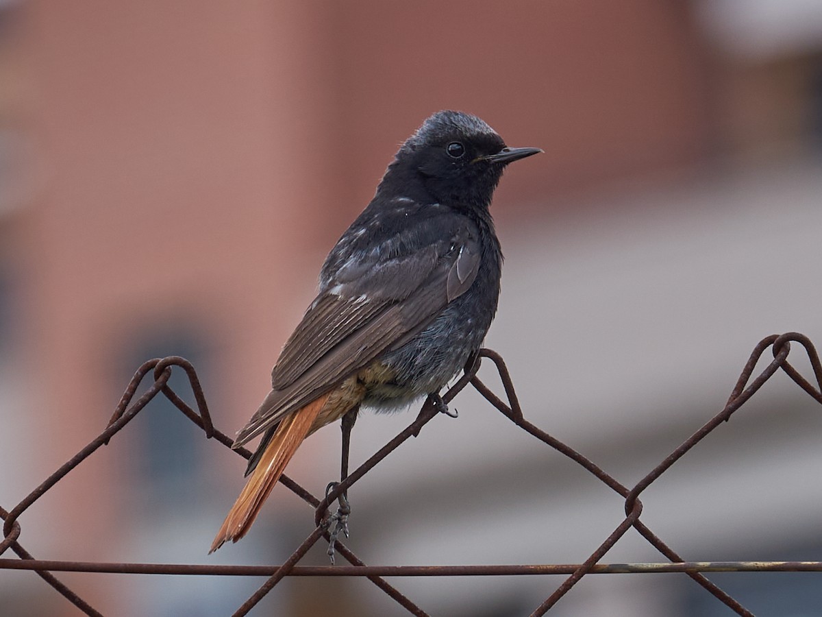 Hausrotschwanz - ML358282991