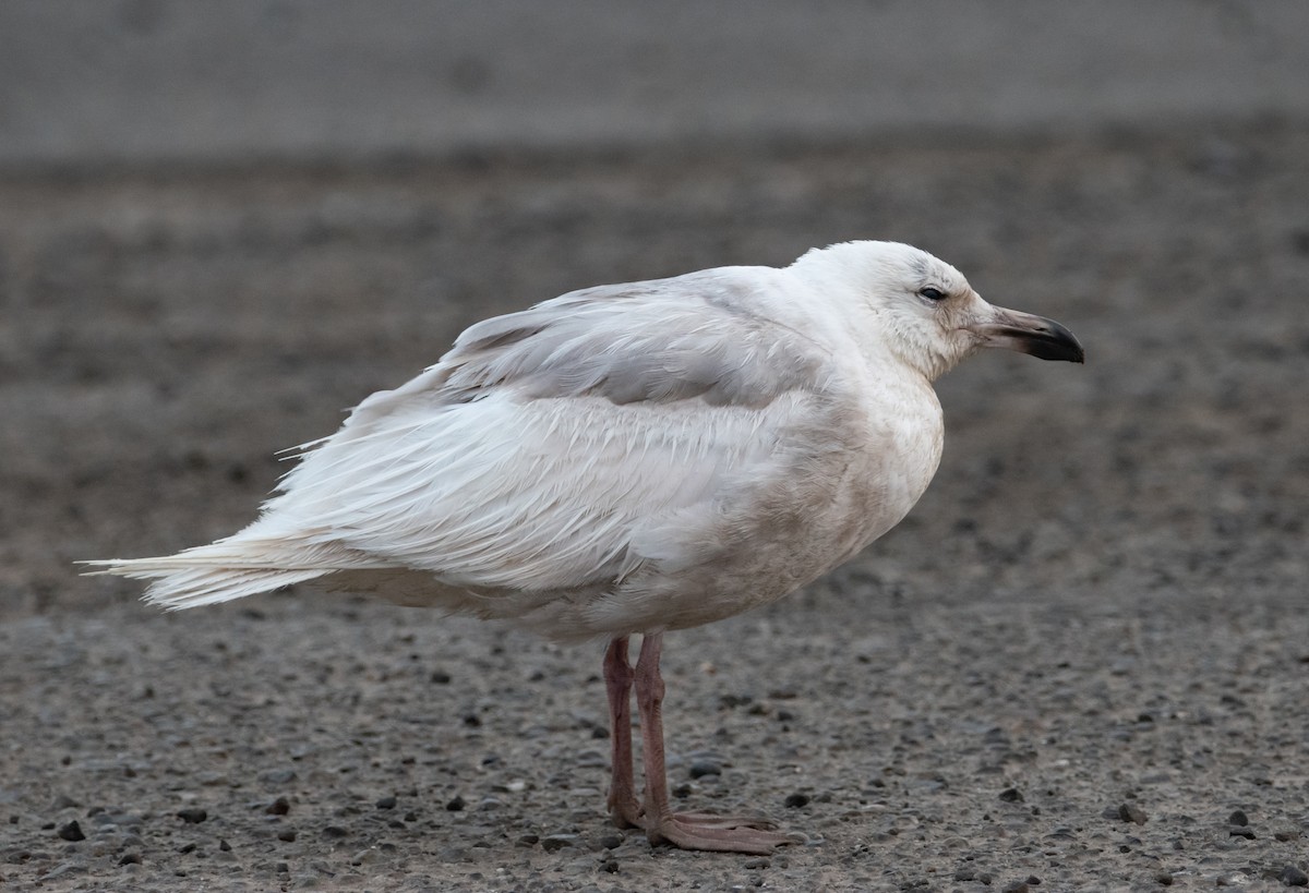 Glaucous-winged Gull - Henrey Deese