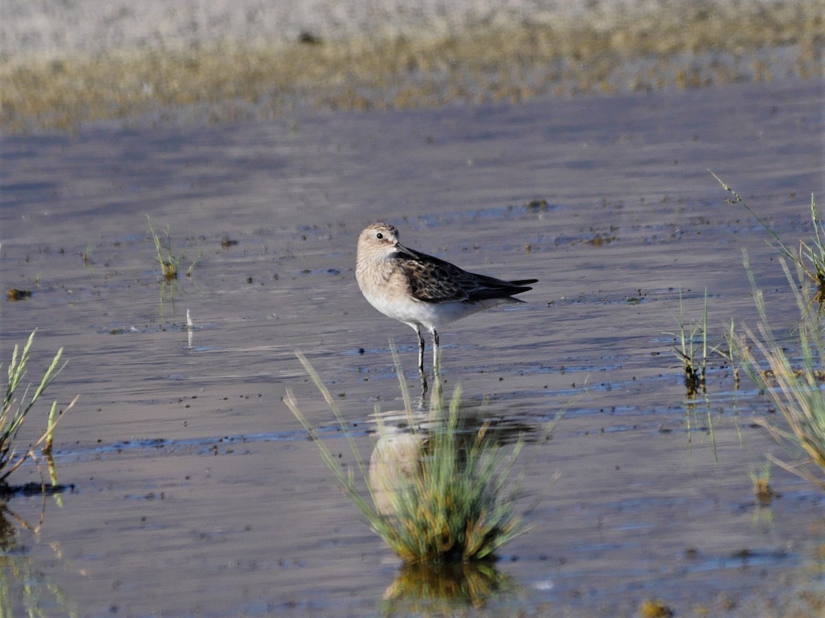 Baird's Sandpiper - ML358283171