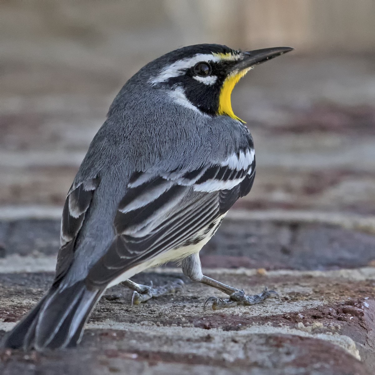 Yellow-throated Warbler - ML358283701