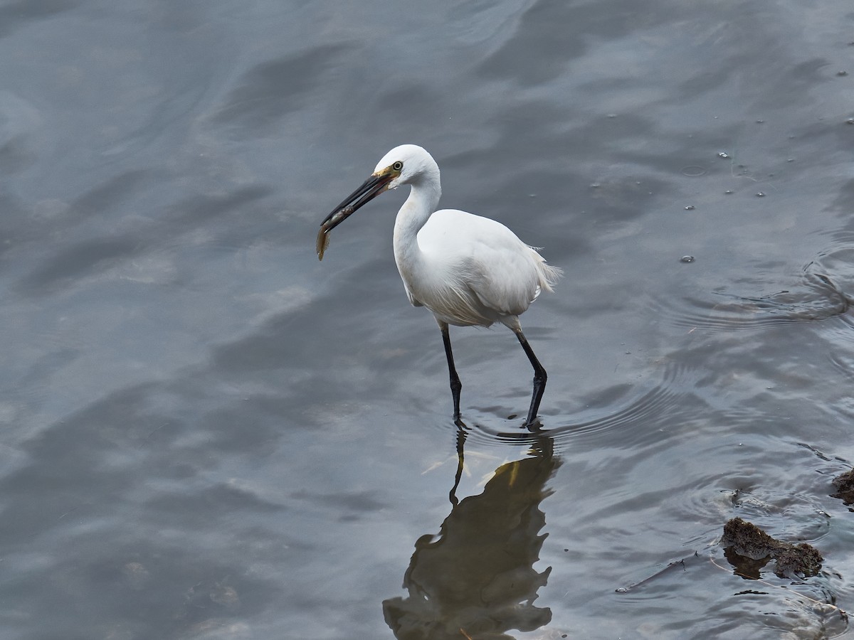 Seidenreiher (garzetta) - ML358284031