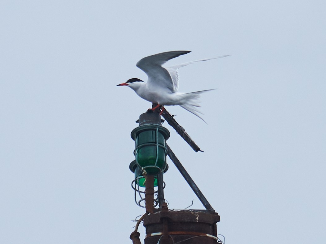 Schwarzkopfmöwe - ML358284431