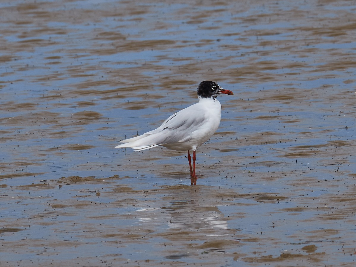 Schwarzkopfmöwe - ML358284451