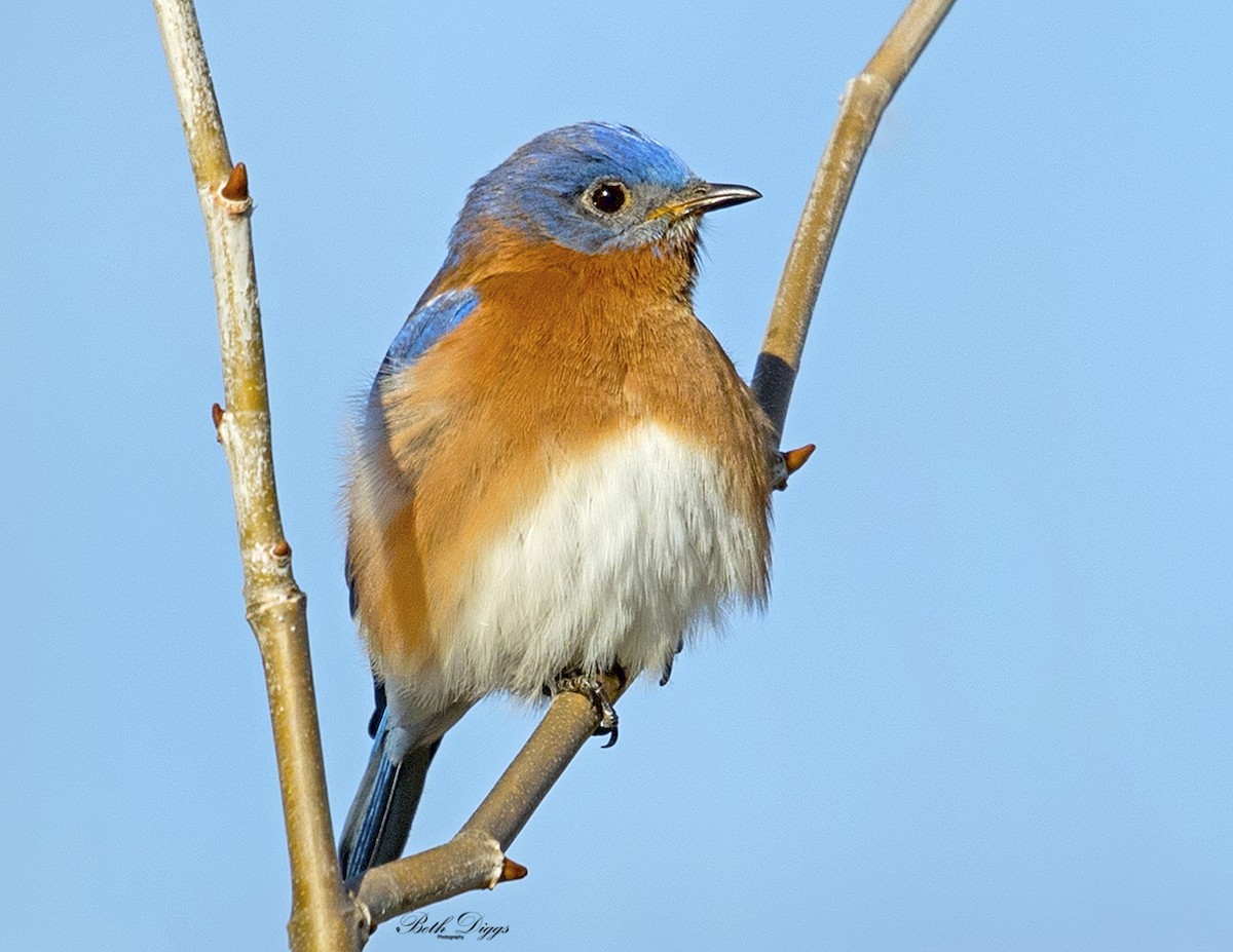 Eastern Bluebird - ML358284471