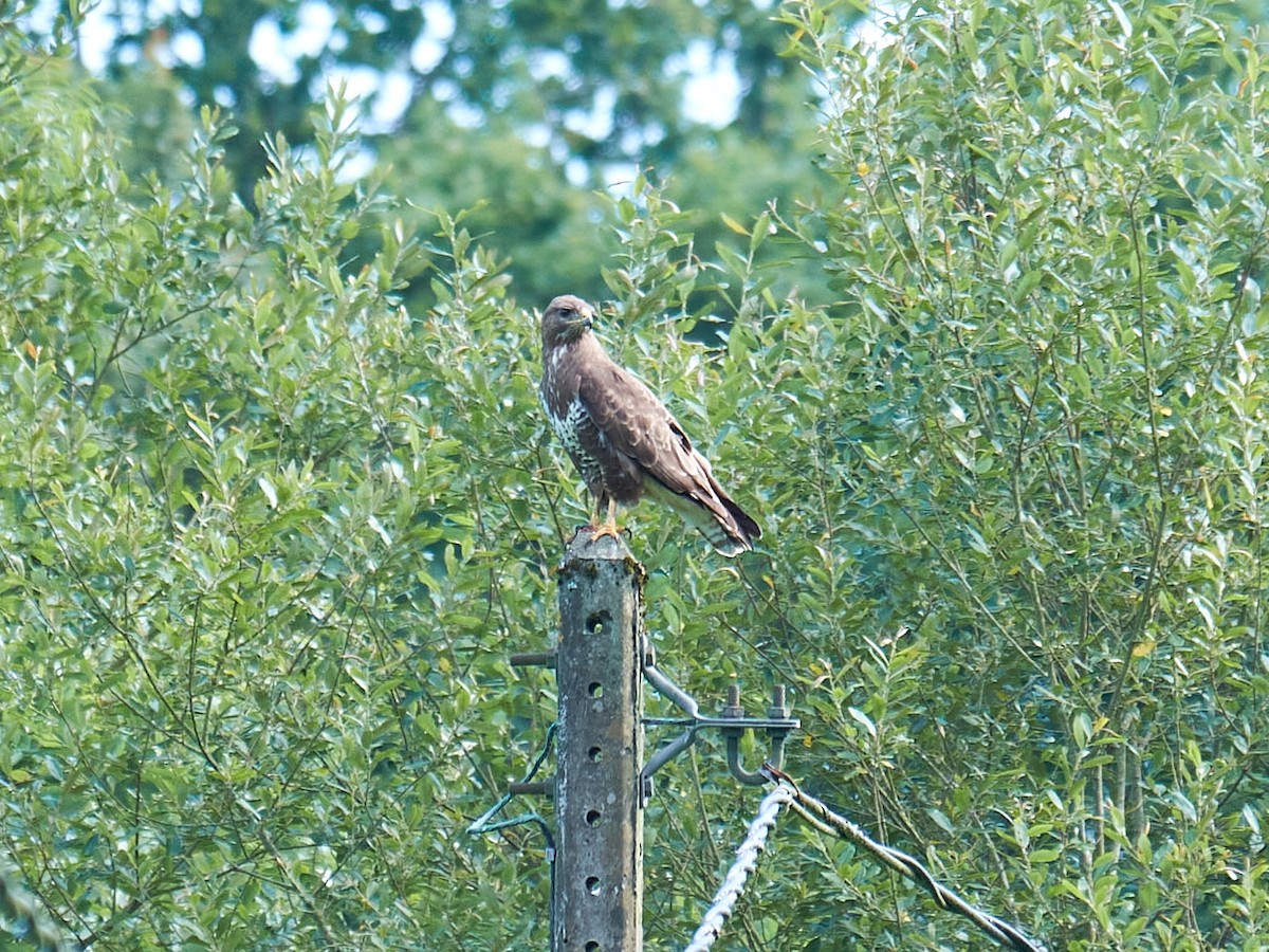 Mäusebussard - ML358284711
