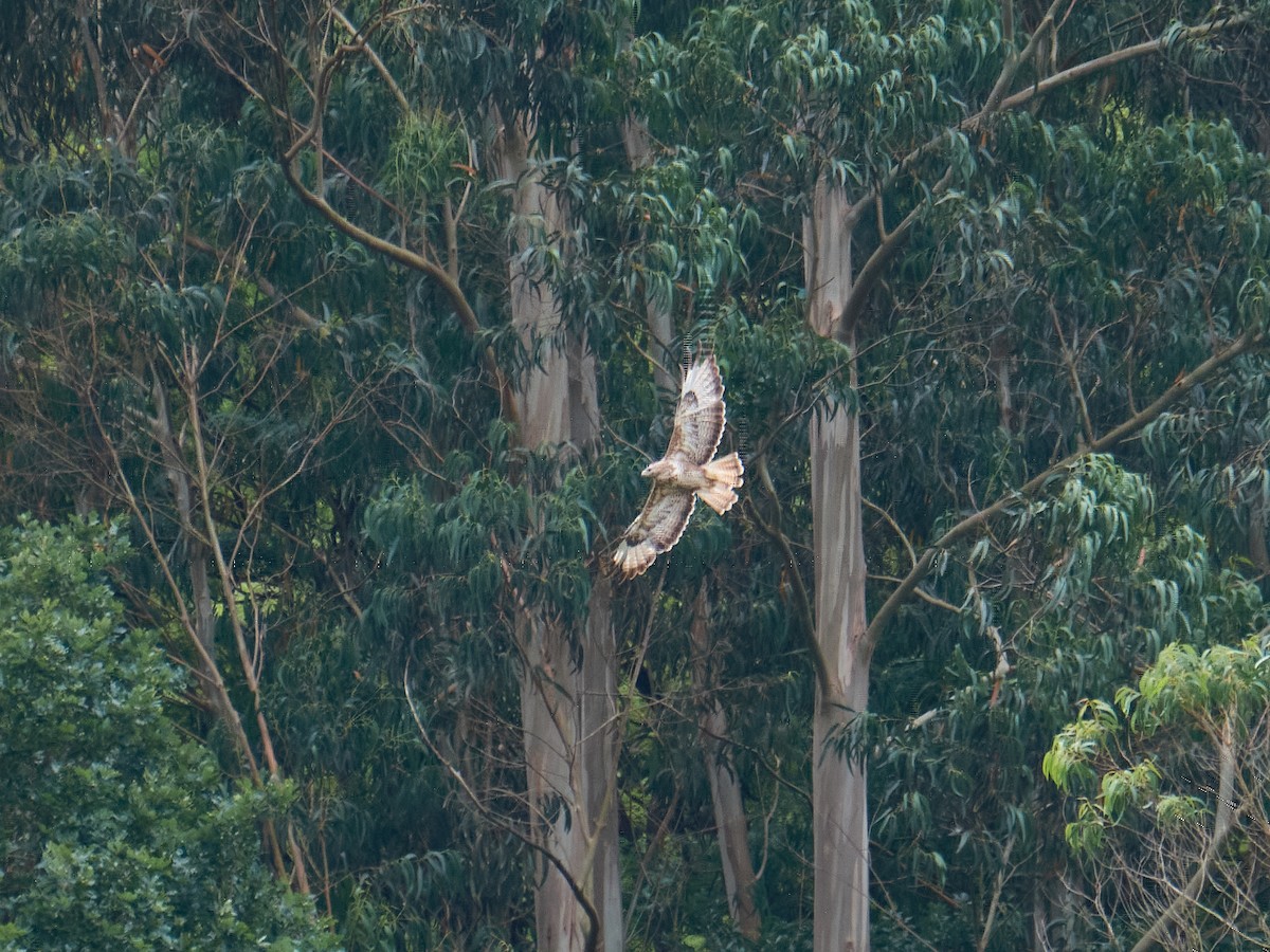 Mäusebussard - ML358284751