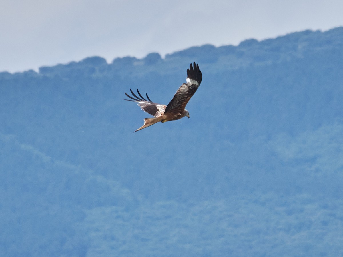 Rotmilan - ML358285401