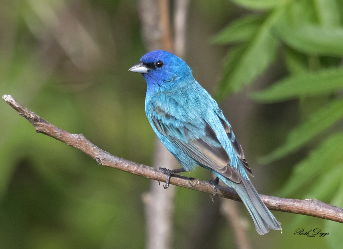 Indigo Bunting - ML358285431