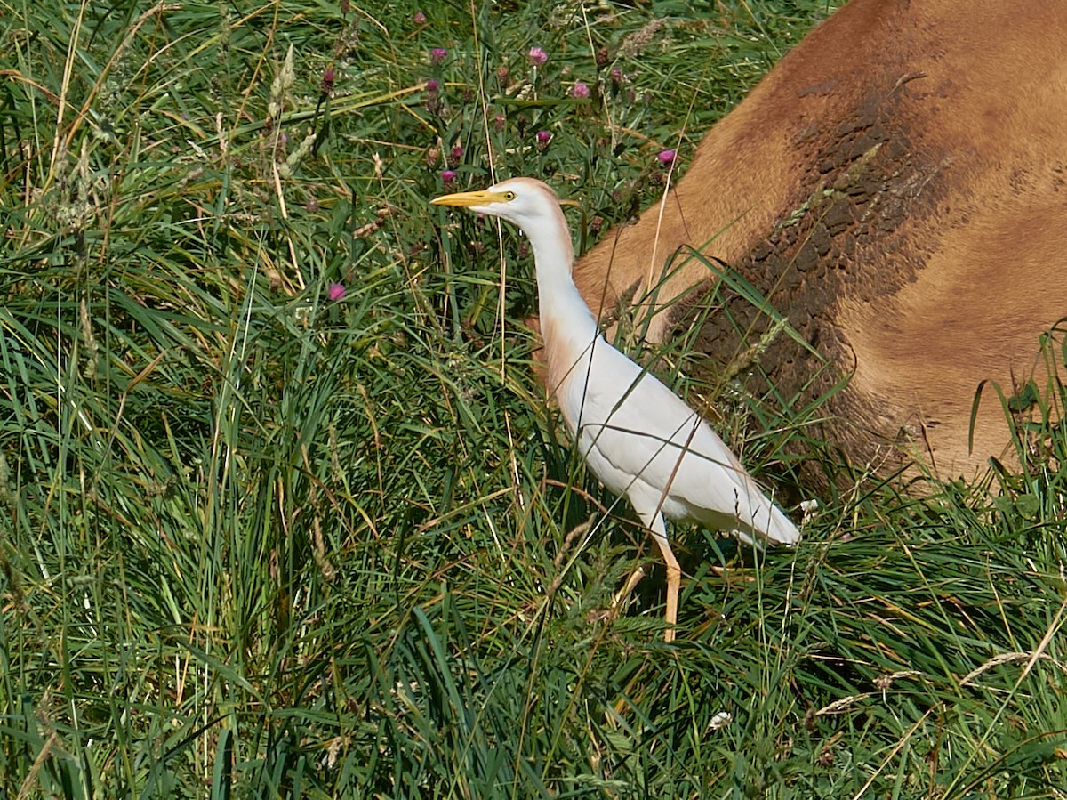 Kuhreiher - ML358285861