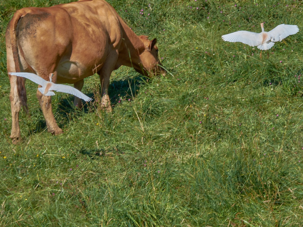 Kuhreiher - ML358285911