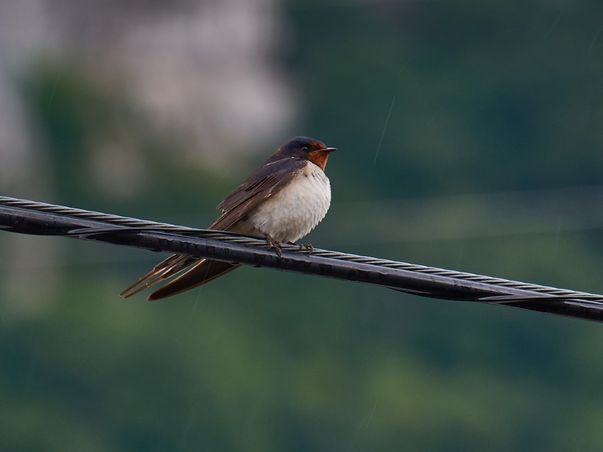 Rauchschwalbe - ML358285931