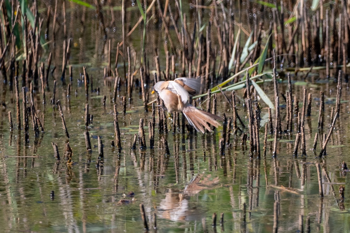 Bearded Reedling - ML358286261