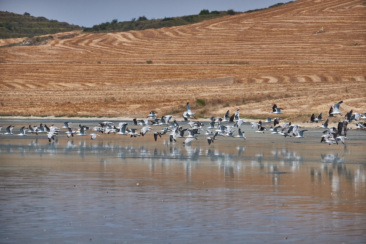 Mittelmeermöwe - ML358287121