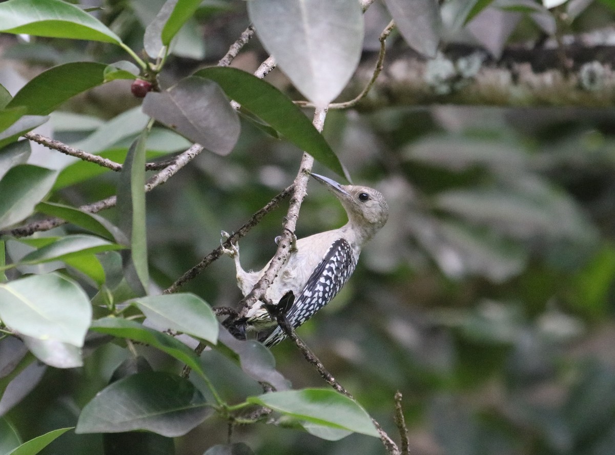 Red-bellied Woodpecker - ML358287721