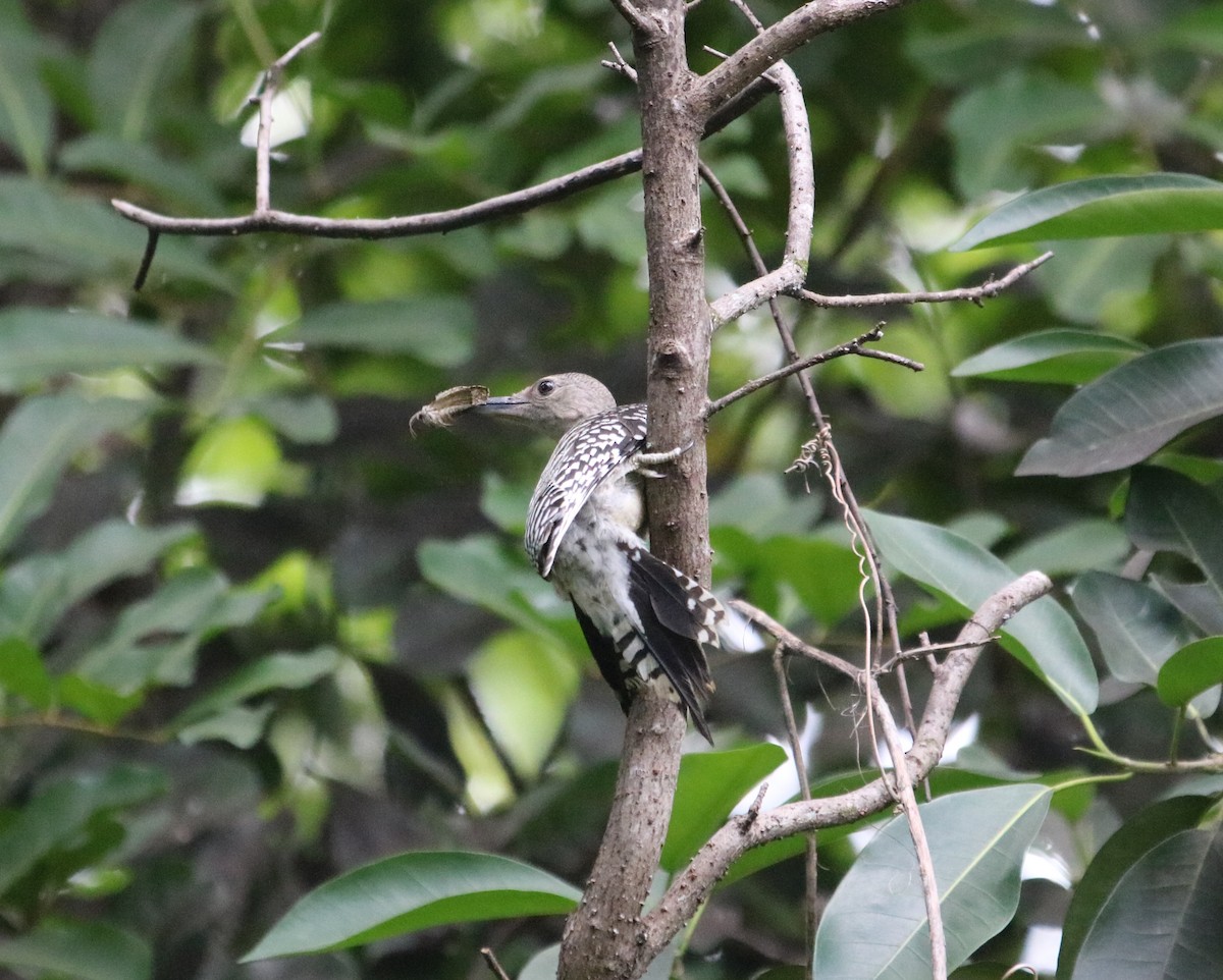 Red-bellied Woodpecker - ML358287791