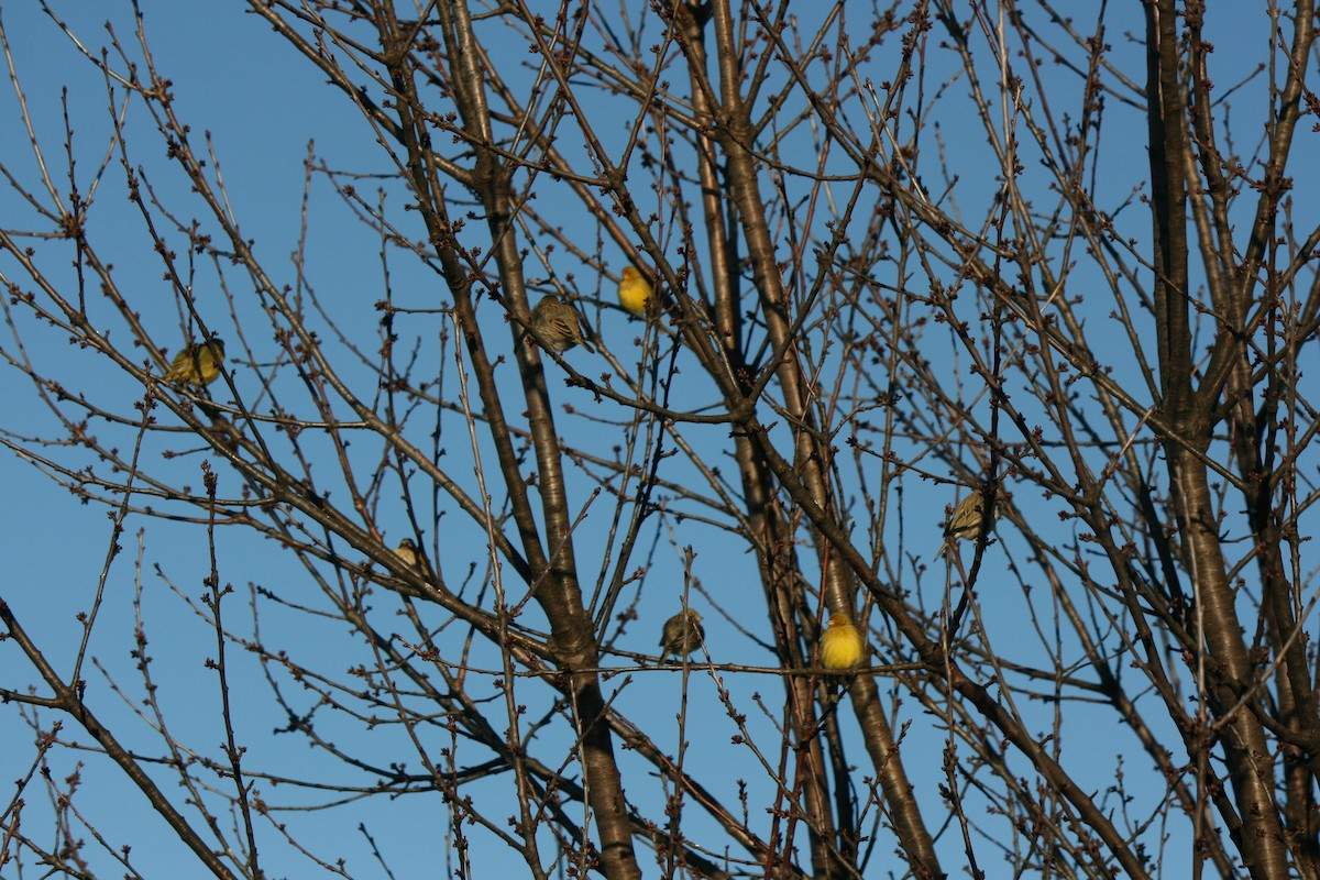 Saffron Finch (Saffron) - Margarita Parraguez