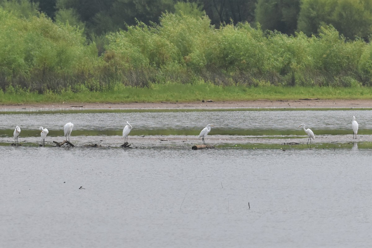 Great Egret - ML358288371