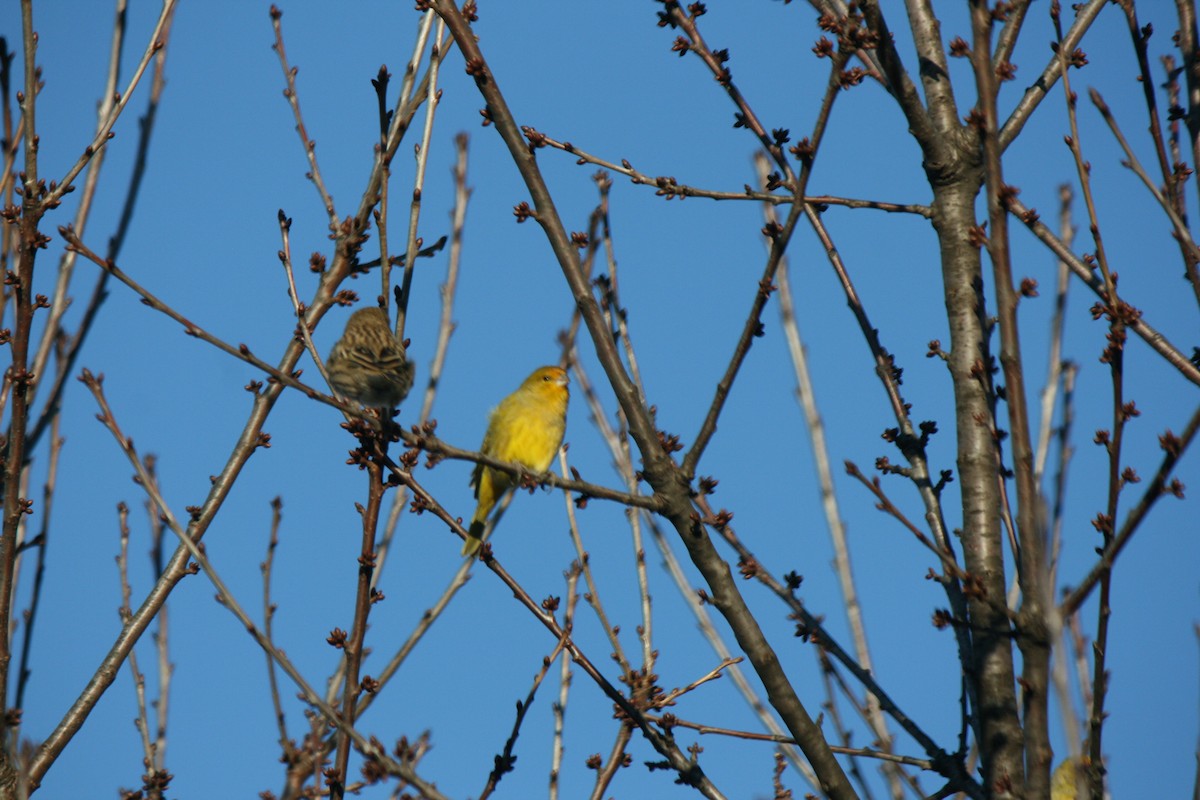 Saffron Finch (Saffron) - ML358288411