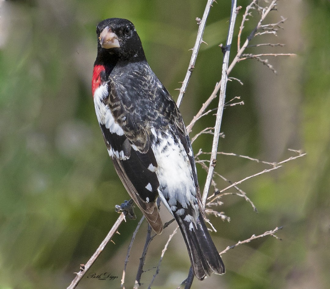 Rose-breasted Grosbeak - ML358291631