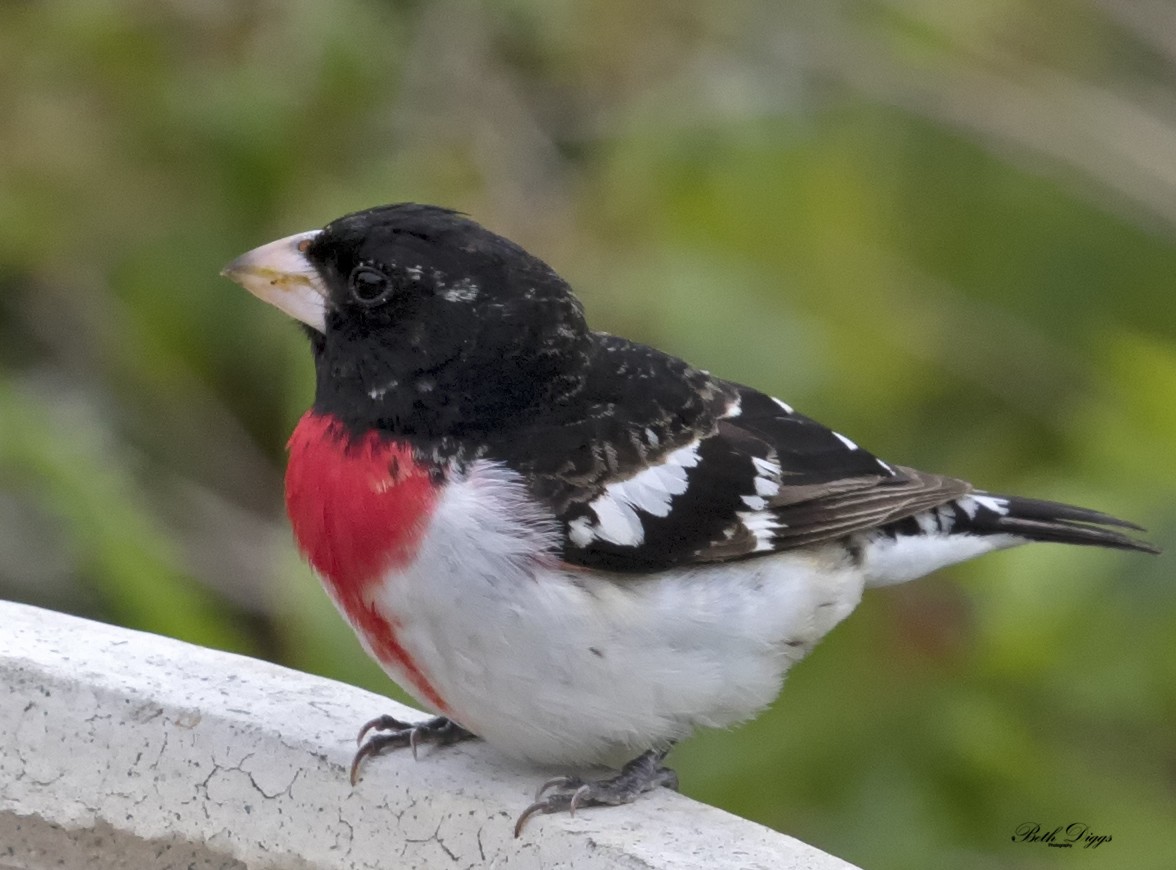 Rose-breasted Grosbeak - ML358292061