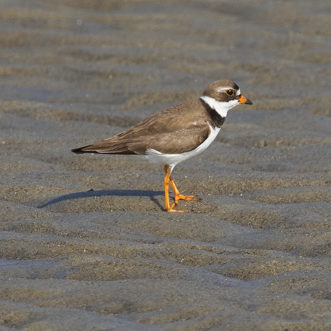 Semipalmated Plover - ML358293211