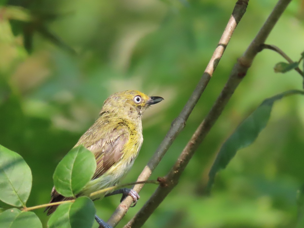 White-eyed Vireo - ML358293711