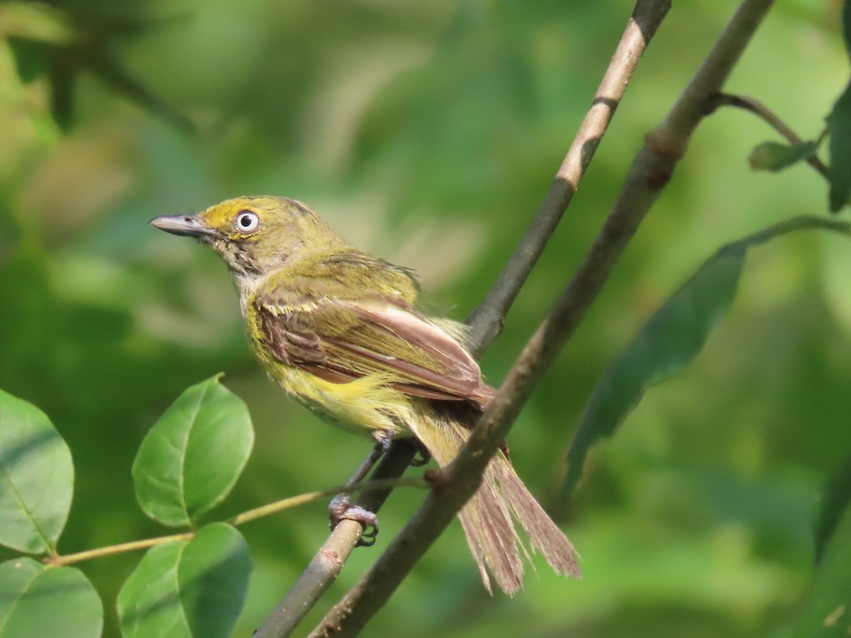 White-eyed Vireo - ML358293731