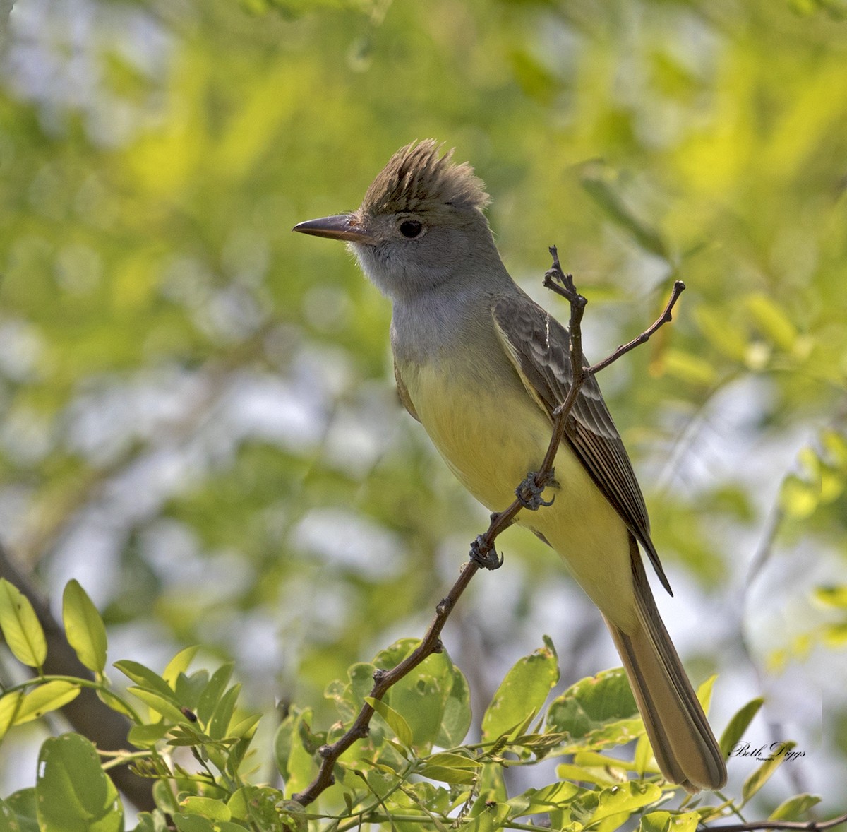 Great Crested Flycatcher - ML358294041