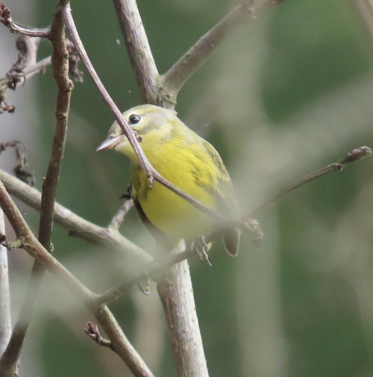 Prairie Warbler - ML358294571