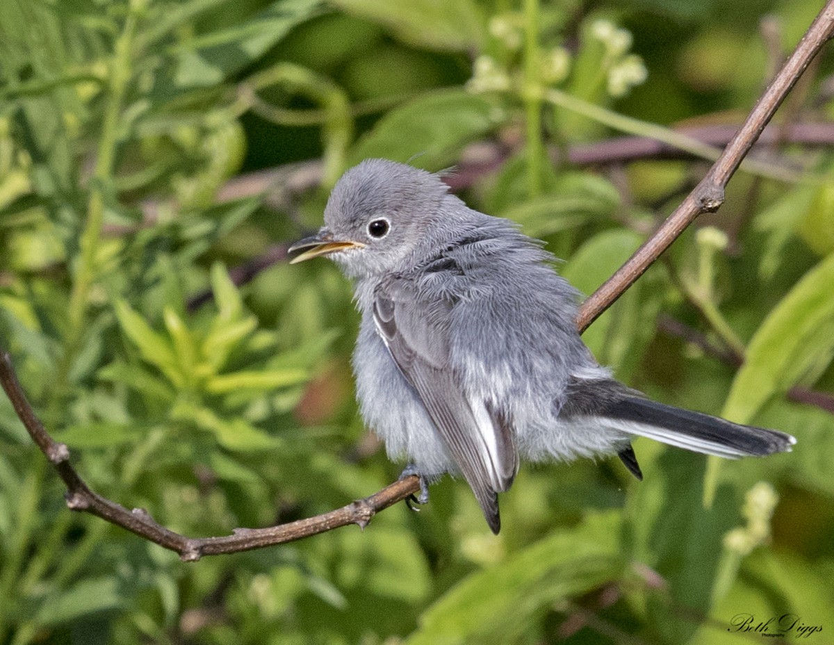 Blue-gray Gnatcatcher - ML358295201