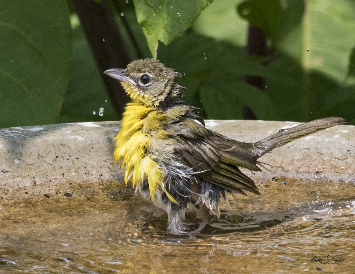 Yellow-breasted Chat - ML358295691