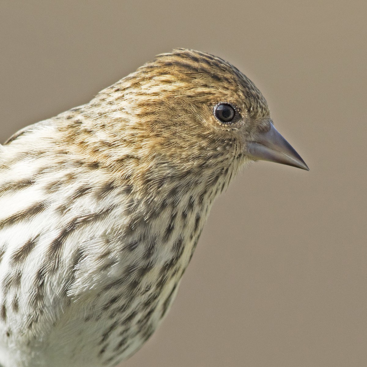 Pine Siskin - ML358299591