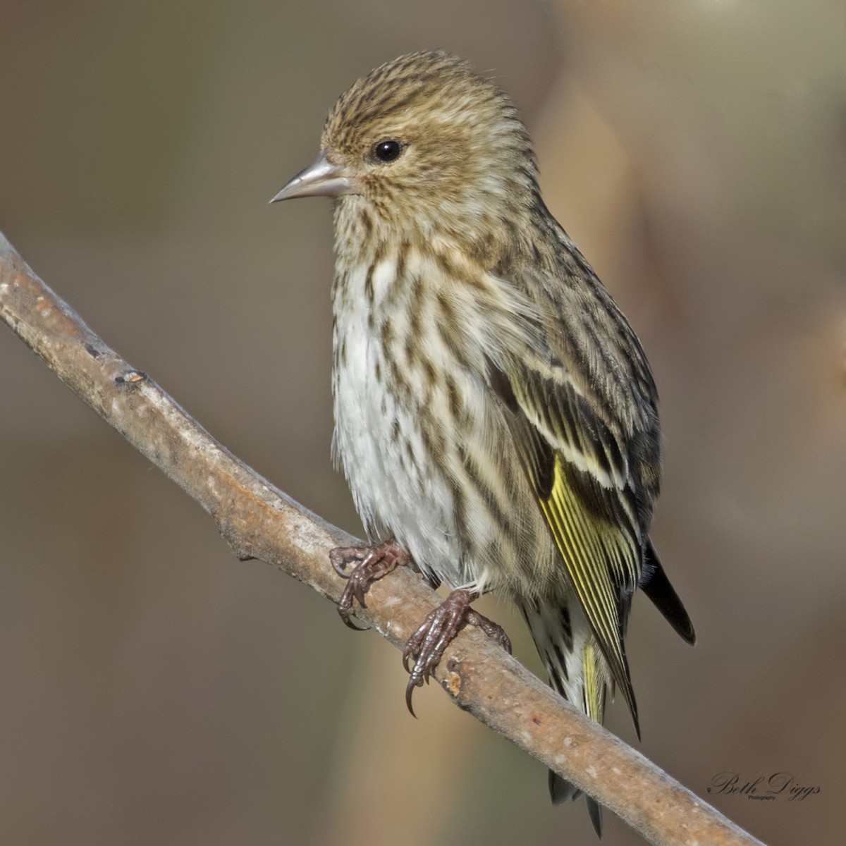 Pine Siskin - ML358299731