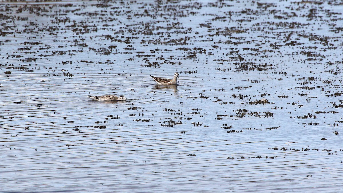 Wilson's Phalarope - ML358300871