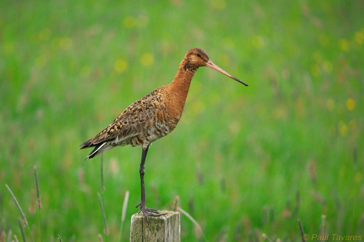 Black-tailed Godwit - Paul Tavares