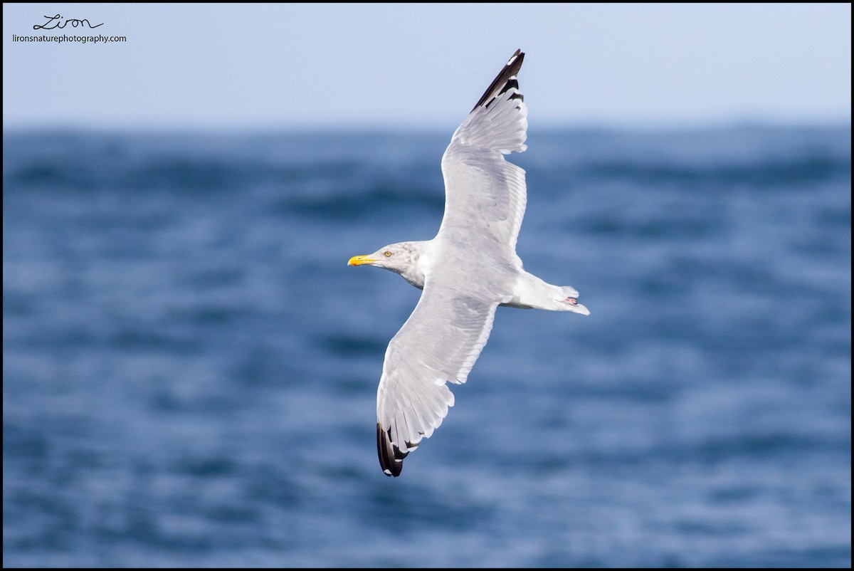 Herring Gull - Liron Gertsman