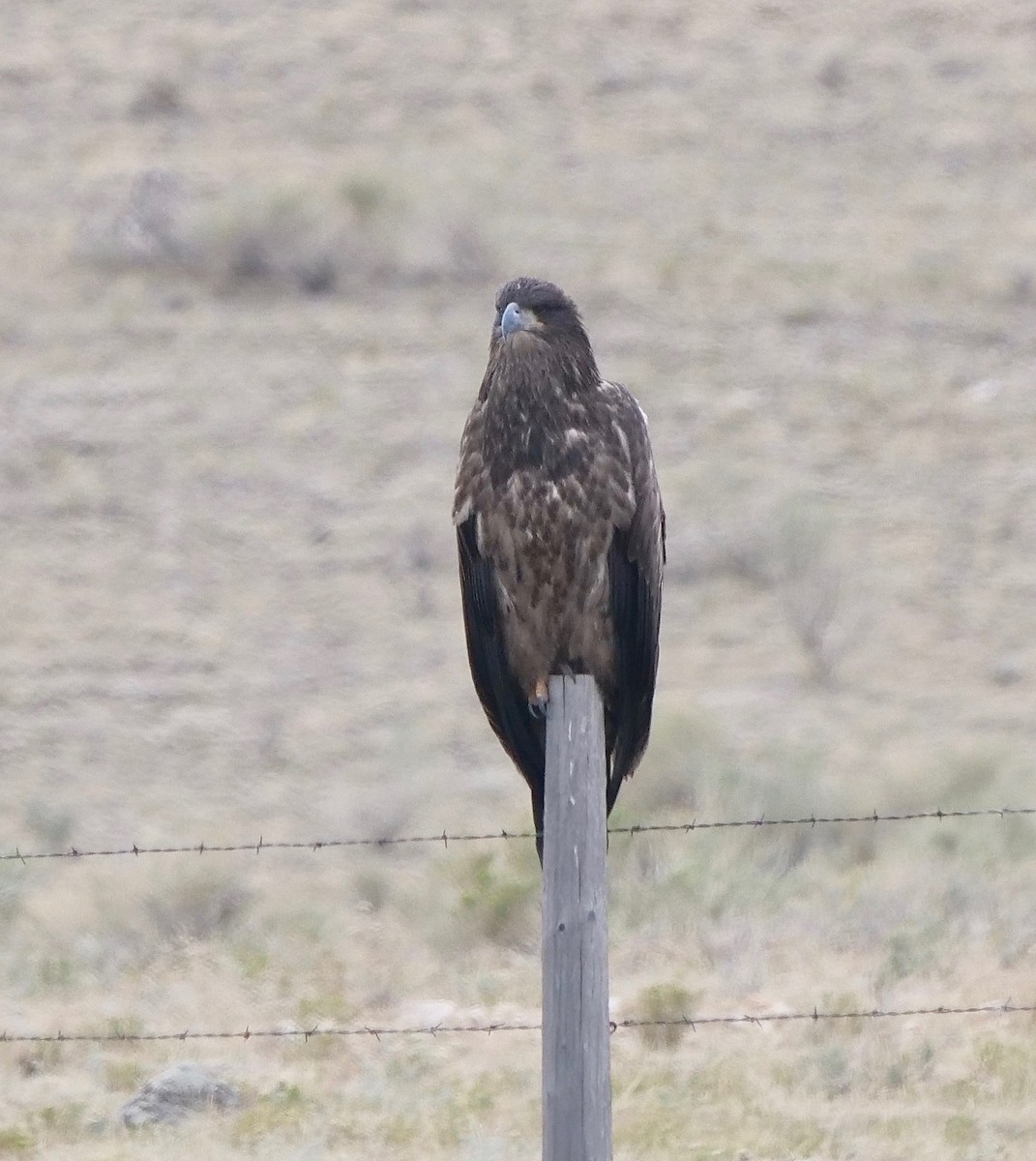 Weißkopf-Seeadler - ML358303461