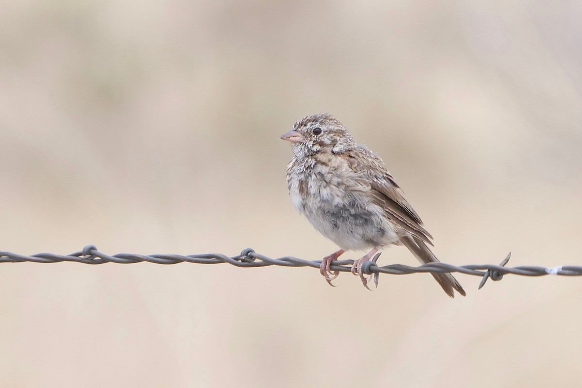 Vesper Sparrow - ML358303581