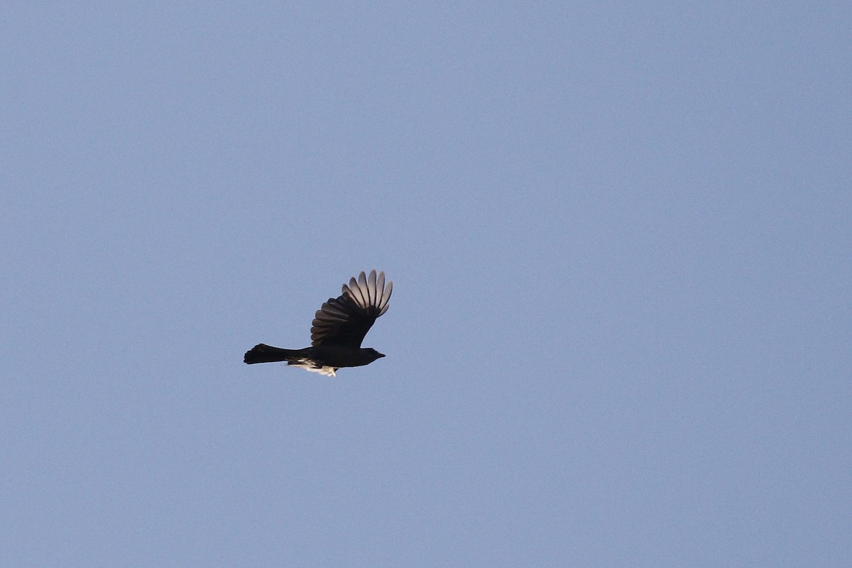 Phainopepla - Ted Keyel