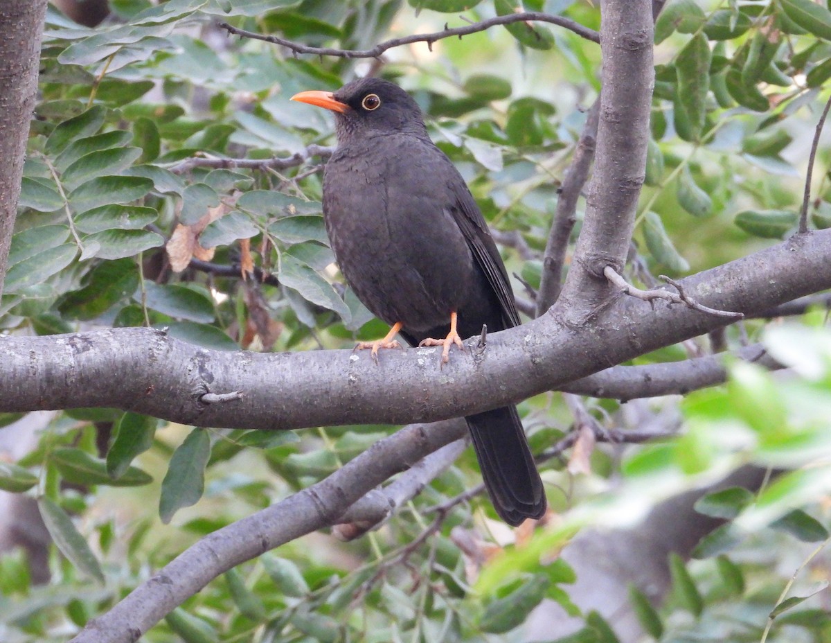 Chiguanco Thrush - Raul Ibarra