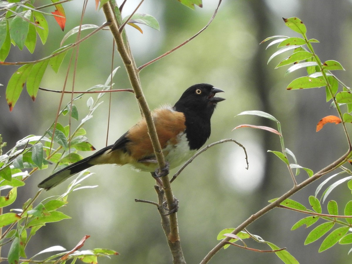 Eastern Towhee - ML358306381