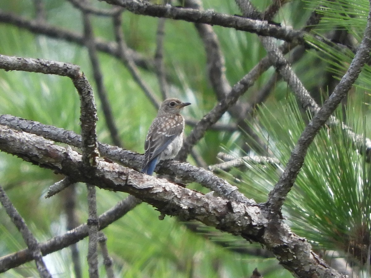 Eastern Bluebird - ML358306401