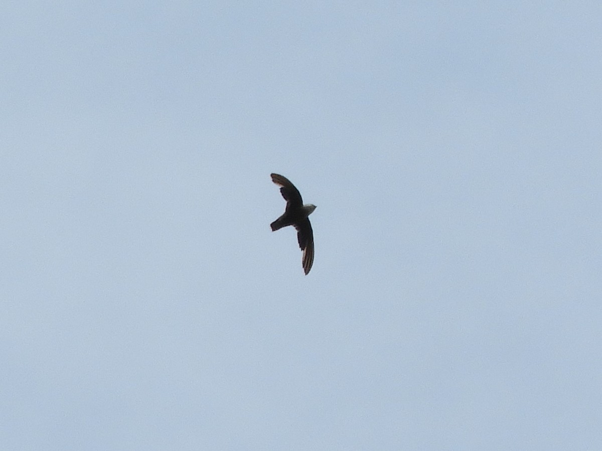 Chimney Swift - ML358306411