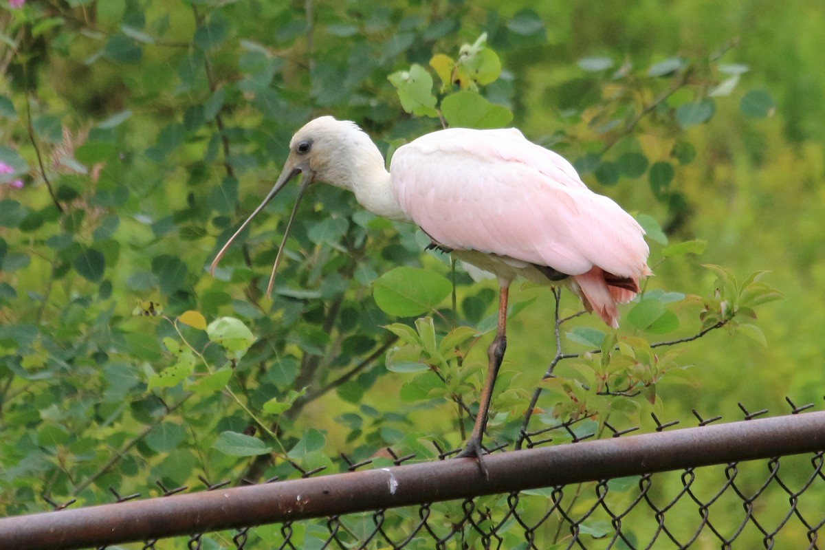 Roseate Spoonbill - Jenna Rosen