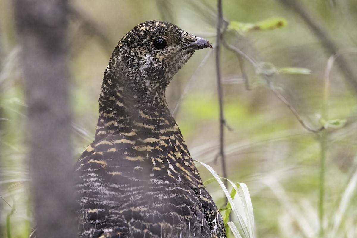 Spruce Grouse (Franklin's) - ML358307791