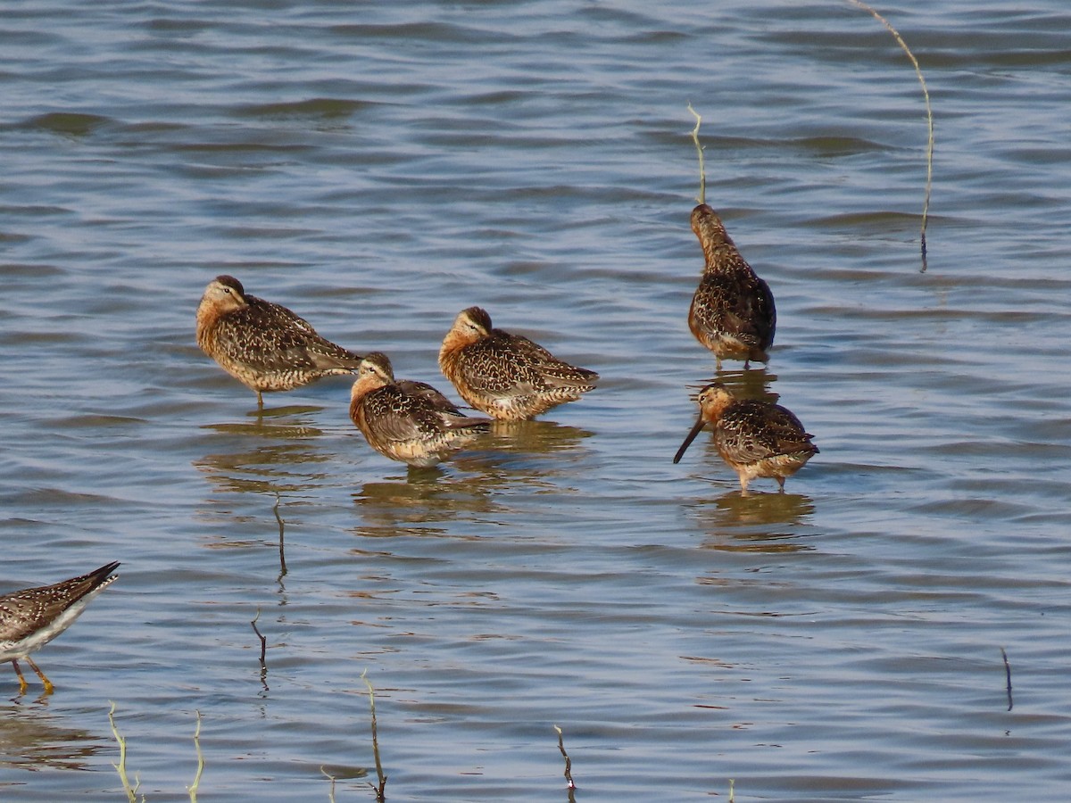 Long-billed Dowitcher - Suzanne Roberts