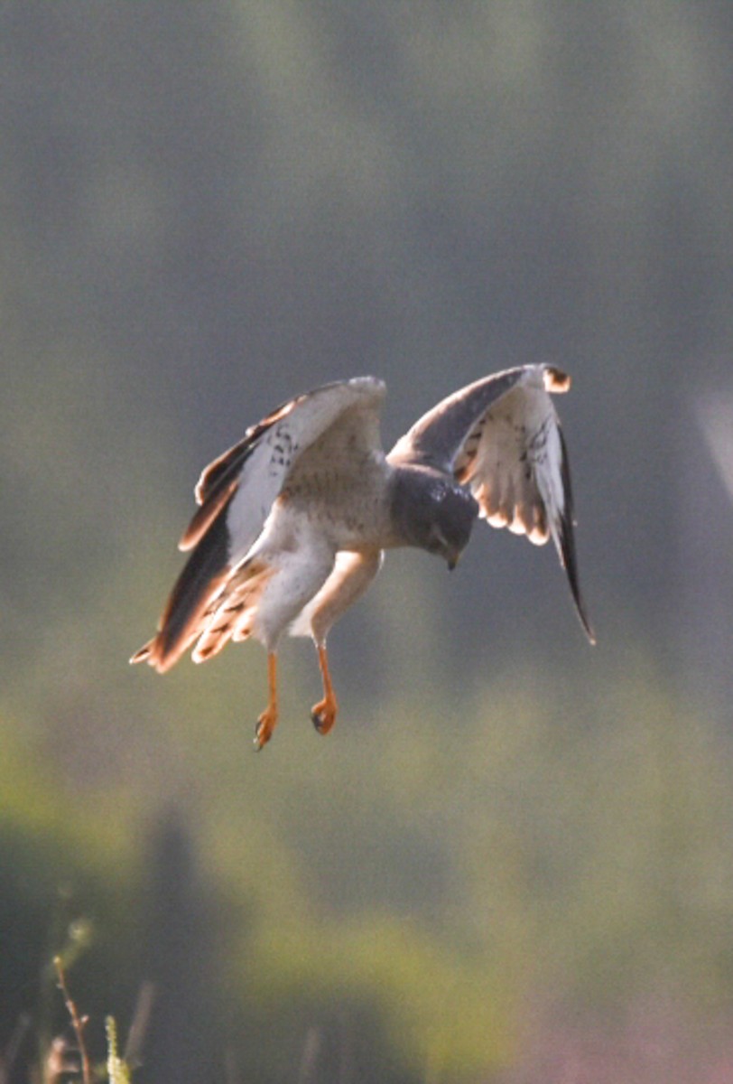 Aguilucho de Hudson - ML358309081