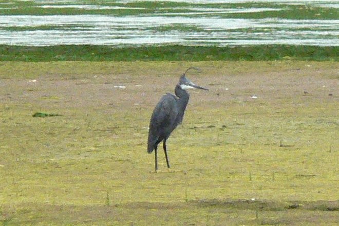 Western Reef-Heron - Larry Neily