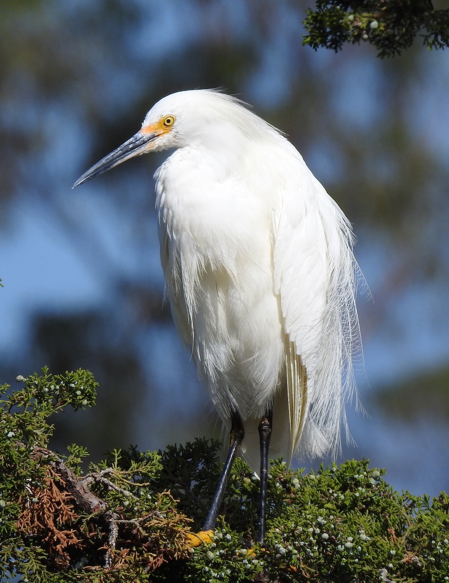 Snowy Egret - Anonymous