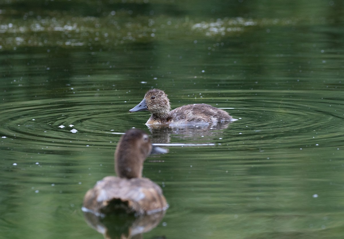 Common Pochard - ML358312341